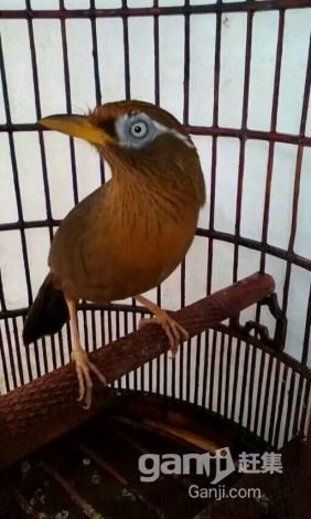 我自己配制的画眉鸟食概念素很多,不评价.