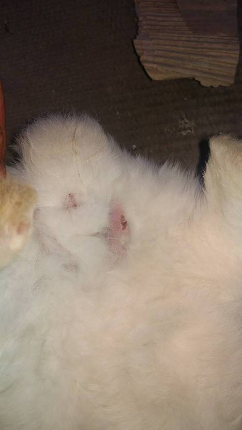 兔子的蛋蛋被咬,为什么呢?