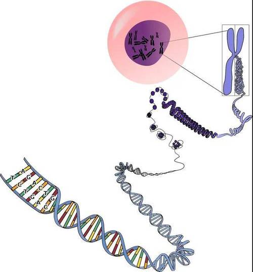 解密基因的密码——基因检测与疾病预防