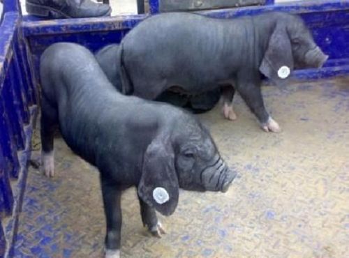 热销推荐 --- 梅山母猪 买10头送一头