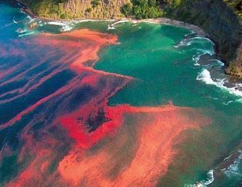 有关水华赤潮相关知识手抄报知识手抄报