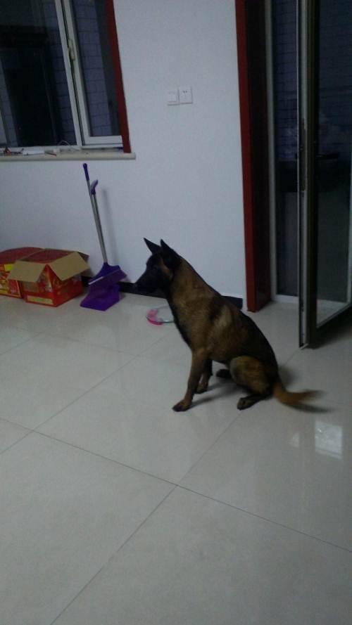 5-12月龄               低价出售马犬一只,媳妇怀孕不想养了 5 