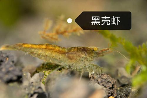 【虾螺】斑点除藻观赏虾