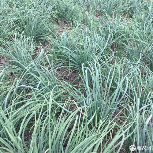 大叶薤 四川苦藠头小蒜团葱新鲜薤白小根蒜苦茭头葱农家小蒜头包邮