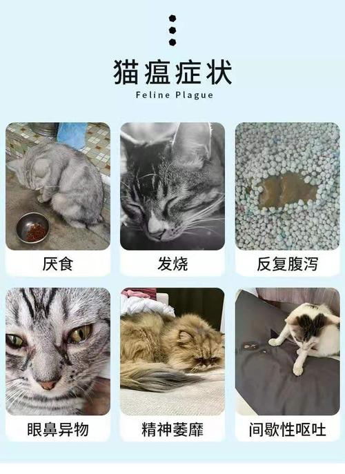 猫瘟- 日记 - 豆瓣