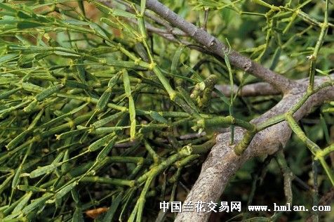 哈哈 天然兄,可惜我这里没有铁皮,长在树上的唯一特别的就是桑寄生了