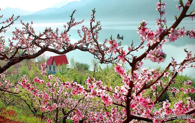 光影诗语之五河口桃花