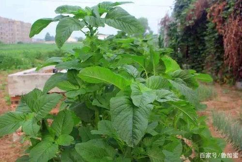 海南野菜大全,让你了解真正的海南野菜