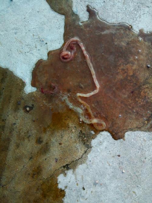 狗狗细小病拉出肠子一样的东西图片