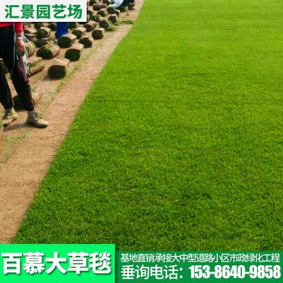 百慕大混播草坪 市政园林绿化工程公共绿化草卷 基地直销