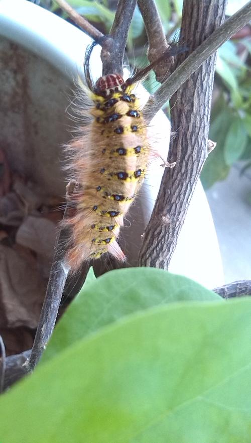 请问这是什么蝴蝶的幼虫?