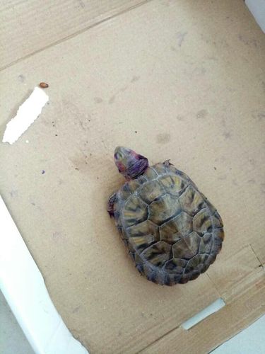 我家养了一只巴西龟,不知怎么了,右边脖子肿了,怎么