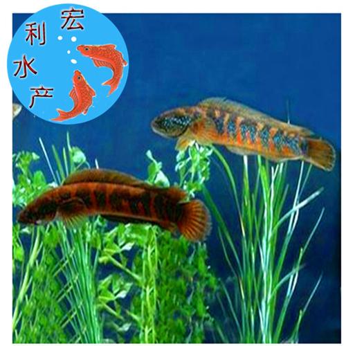 大量供应水产养殖七星鱼苗章公鱼苗山斑鱼苗月鳢鱼苗