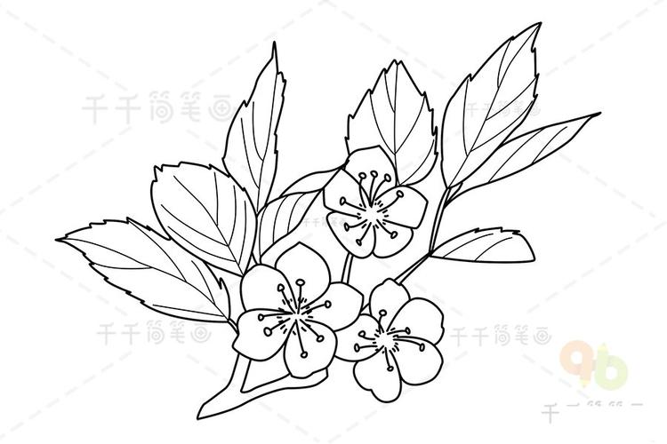 紫叶李花简笔画 简单易画