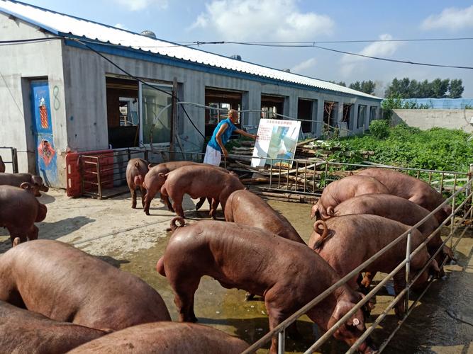 公主岭市信合种猪场