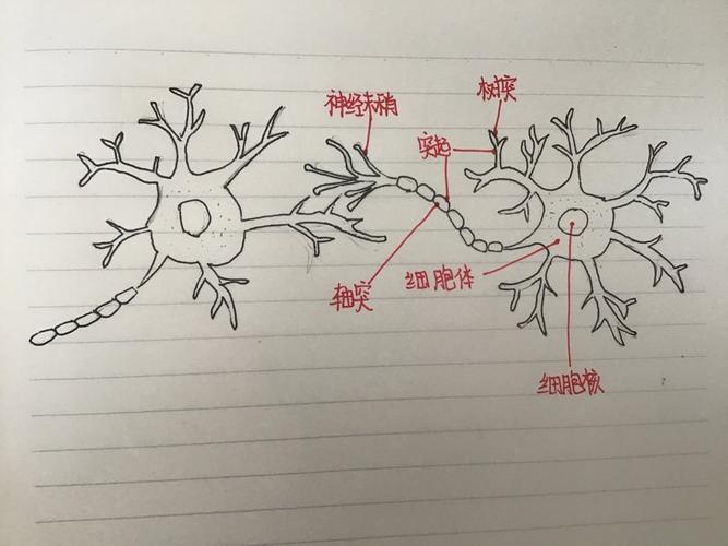 关于制作神经元模型的说明