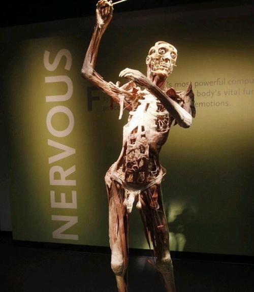 全球唯一一个人体博物馆,投资1.