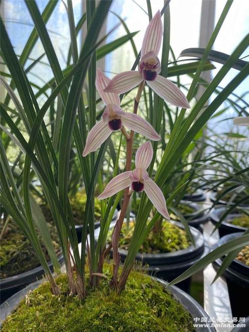 如意红舌-莲瓣篇-中国兰花交易网社区