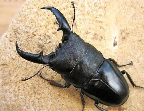 五厘米左右黑色大虫子是什么?