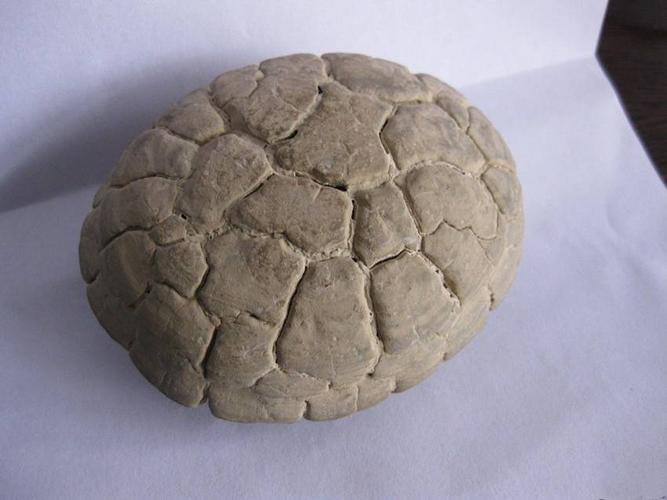 专业乌龟化石鉴定私下交易公司