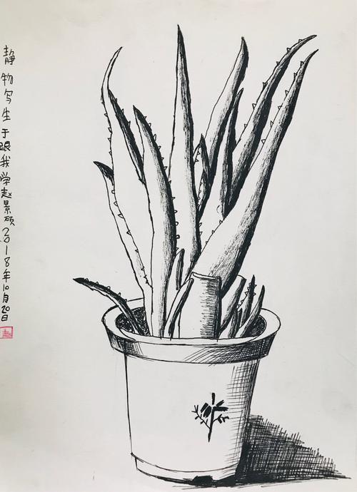 20周六上午金凤路校区国际动漫班速写《静物芦荟写生》