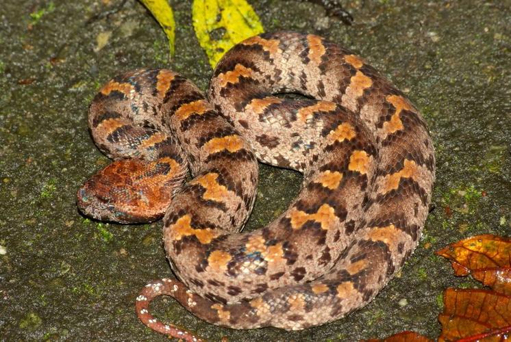 爬行纲,蝮蛇科.一种毒蛇.长达米余.头呈三角形,头顶覆有细鳞.