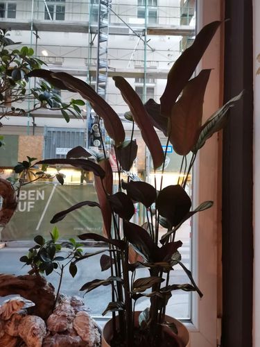 银羽竹芋这是怎么啦_家装_花艺_家居_家居装饰_家居家装_家居装饰