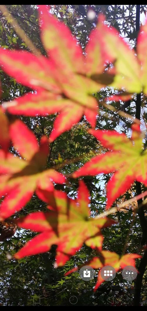 红叶最多情,一语寄相思