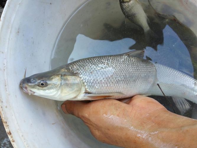 追问: 红尾鱼有胡须没有,我这个鱼有胡须哦 追答: 是嘛,胡须?