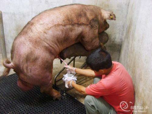 论坛 69 『养殖技术』 69 动物遗传育种与繁殖 69 【猪人工授精