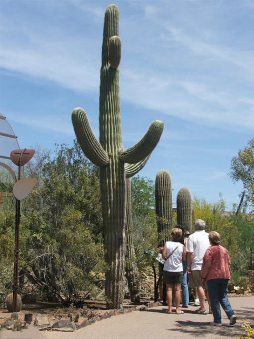 巨型仙人掌图片大全