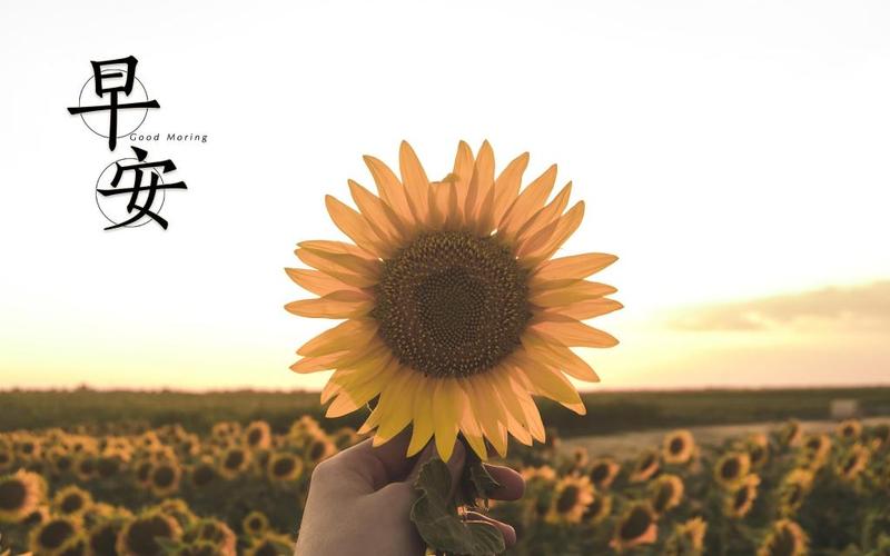 最美的早安主题图,高清壁纸图片,非主流-回车桌面