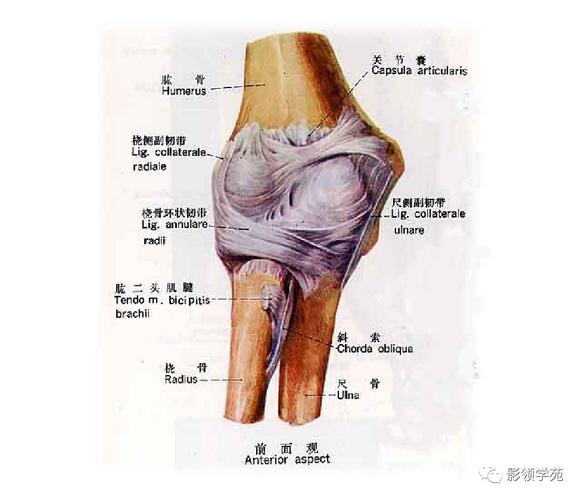 肘关节mri临床应用