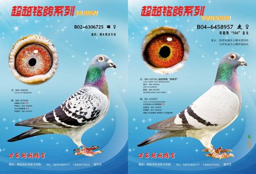 胡本雌,英格斯-西安超越赛鸽-中信网爱鸽商城