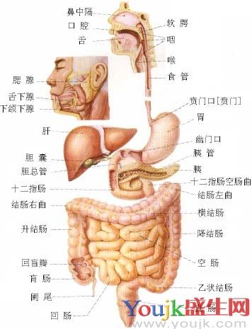 人体消化系统图,由上到下画出消化道和消化腺,注明各个消化道内有几种