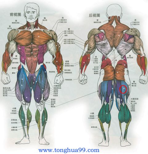 大腿肌肉疼一年了没好