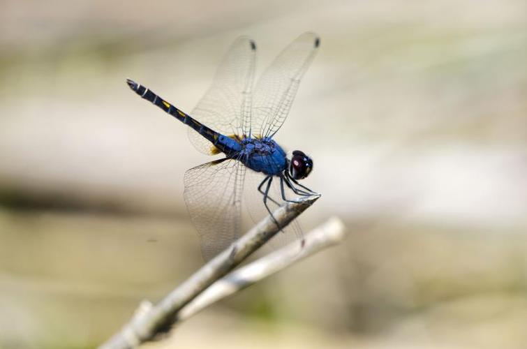 乐仙蜻蜓trithemis festiva (rambur, 1842)