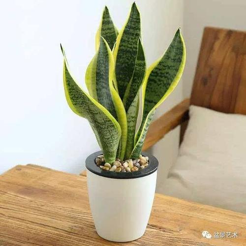 【盆景艺术】虎皮兰家庭养护及繁殖培育