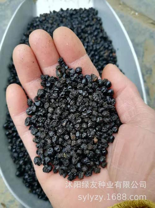 批发五色梅种子 五色梅 马缨丹 五色梅