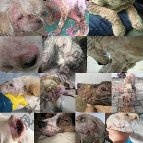 狗狗螨虫皮肤病口服药狗螨虫药伊维菌素片狗狗疥螨蠕形螨寄生虫药