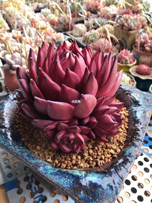 阿姆斯壮～壮壮_多肉植物_多肉控_家居家装_家居装饰