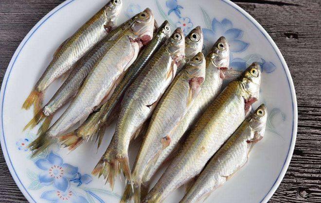 【养殖:白条鱼的养殖技术,不可忽视的注意事项】 白条