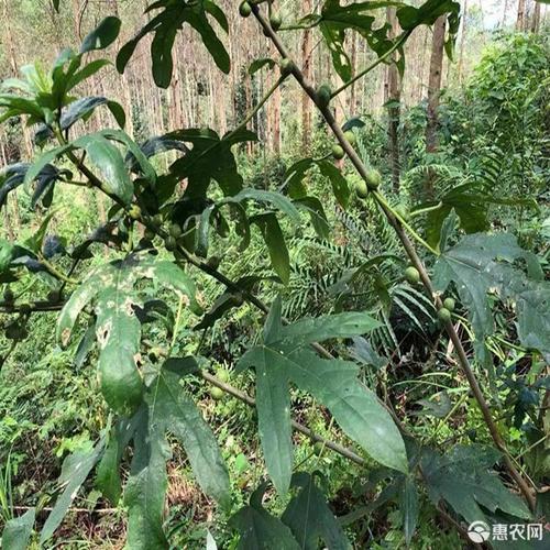 五指毛桃金龙五指牛奶藤新鲜干货批发实图拍摄无硫磺招代发