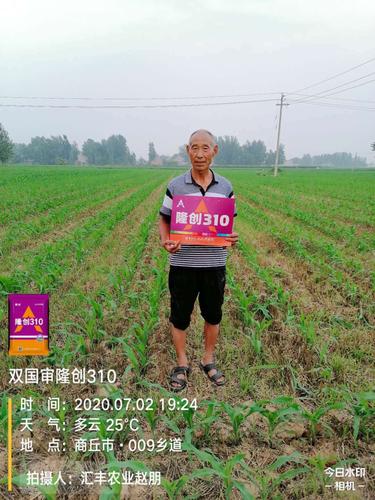 最新双国审超级红轴玉米——隆创310强势来袭!你准备好了吗?