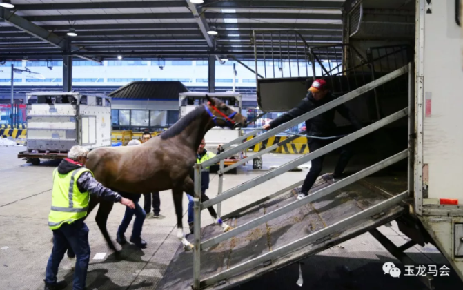 马匹踏上前往隔离场的运输车辆