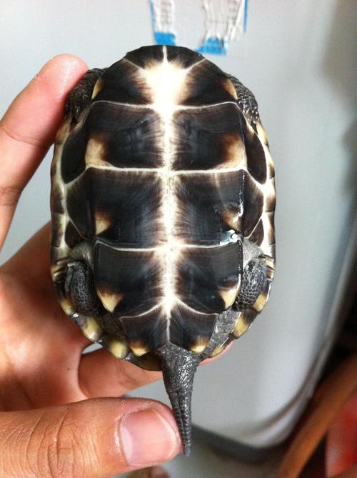 请各位帮我看看我的乌龟是什么品种,是不是一对雌雄夫妻龟?