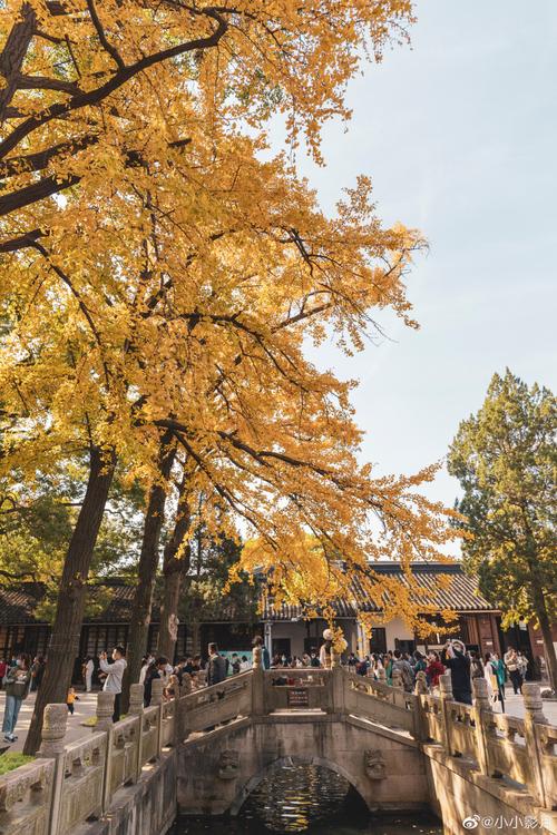 秋日之约苏州西园寺