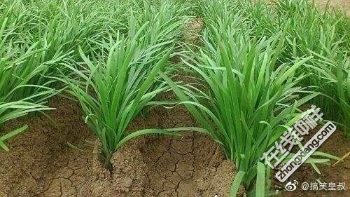 奇闻趣事老人偷邻居家洋水仙包饺子中毒索赔