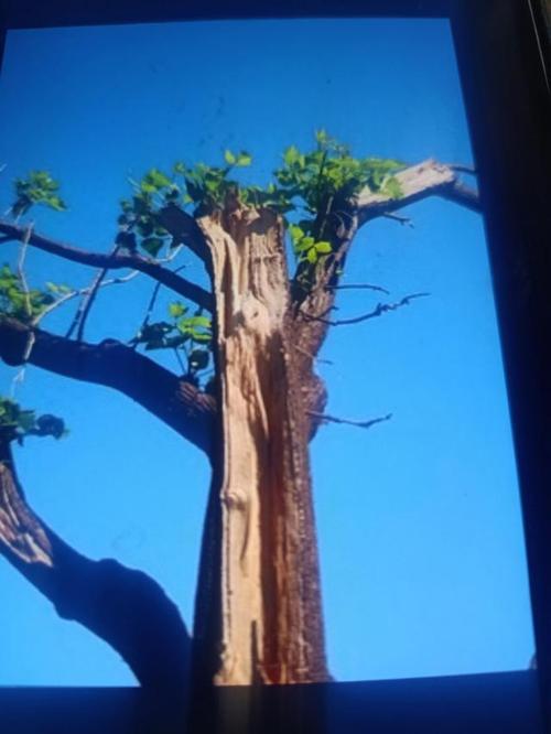 枯木逢春柳暗花明人逢真善天帮你