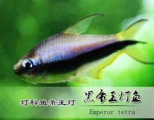 帝王灯鱼活体